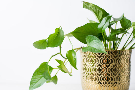 Pothos - How to care for these easy and gorgeous houseplants
