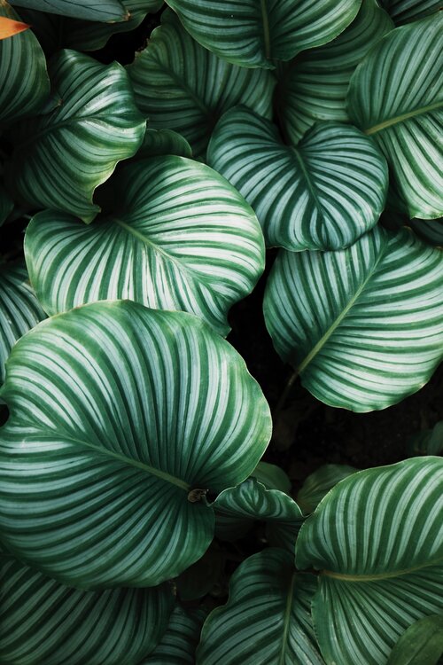 Calathea - how to care for this beautiful (and sometimes diva-like) plant