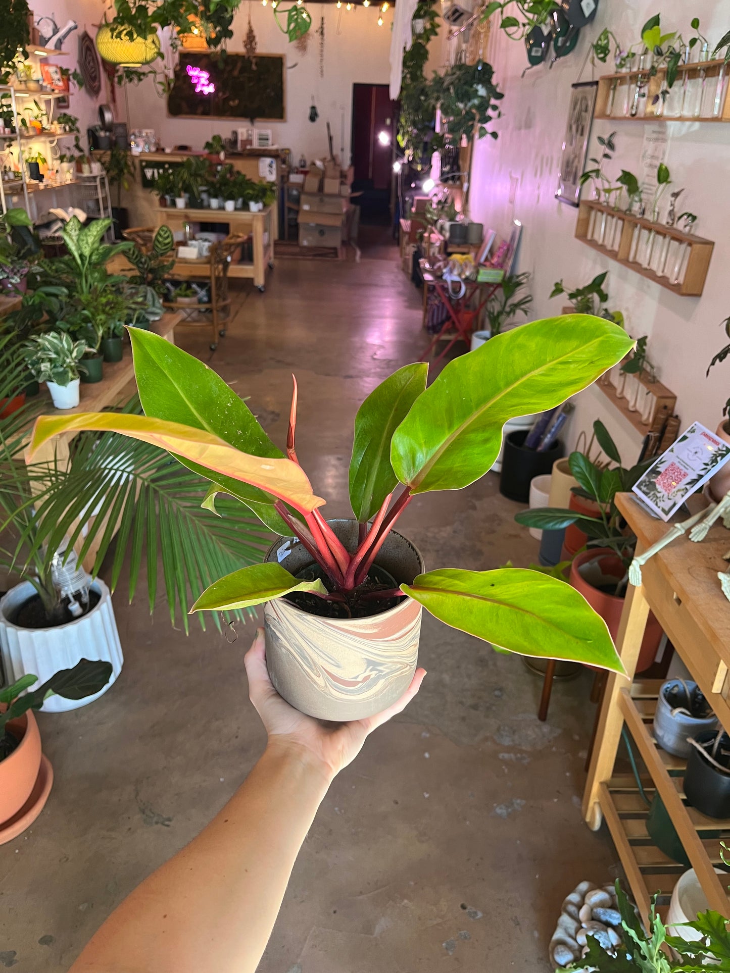 Plant of the Month Club