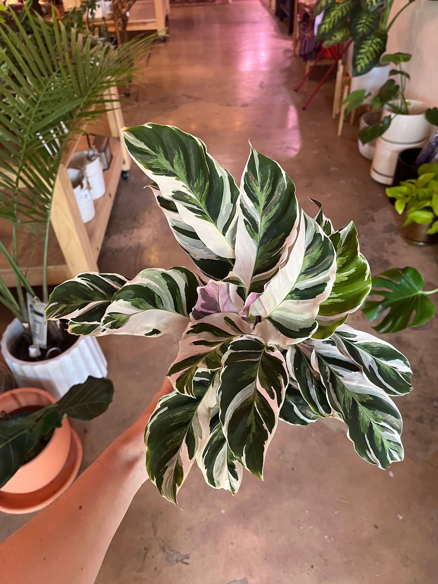 4” Calathea White Fusion