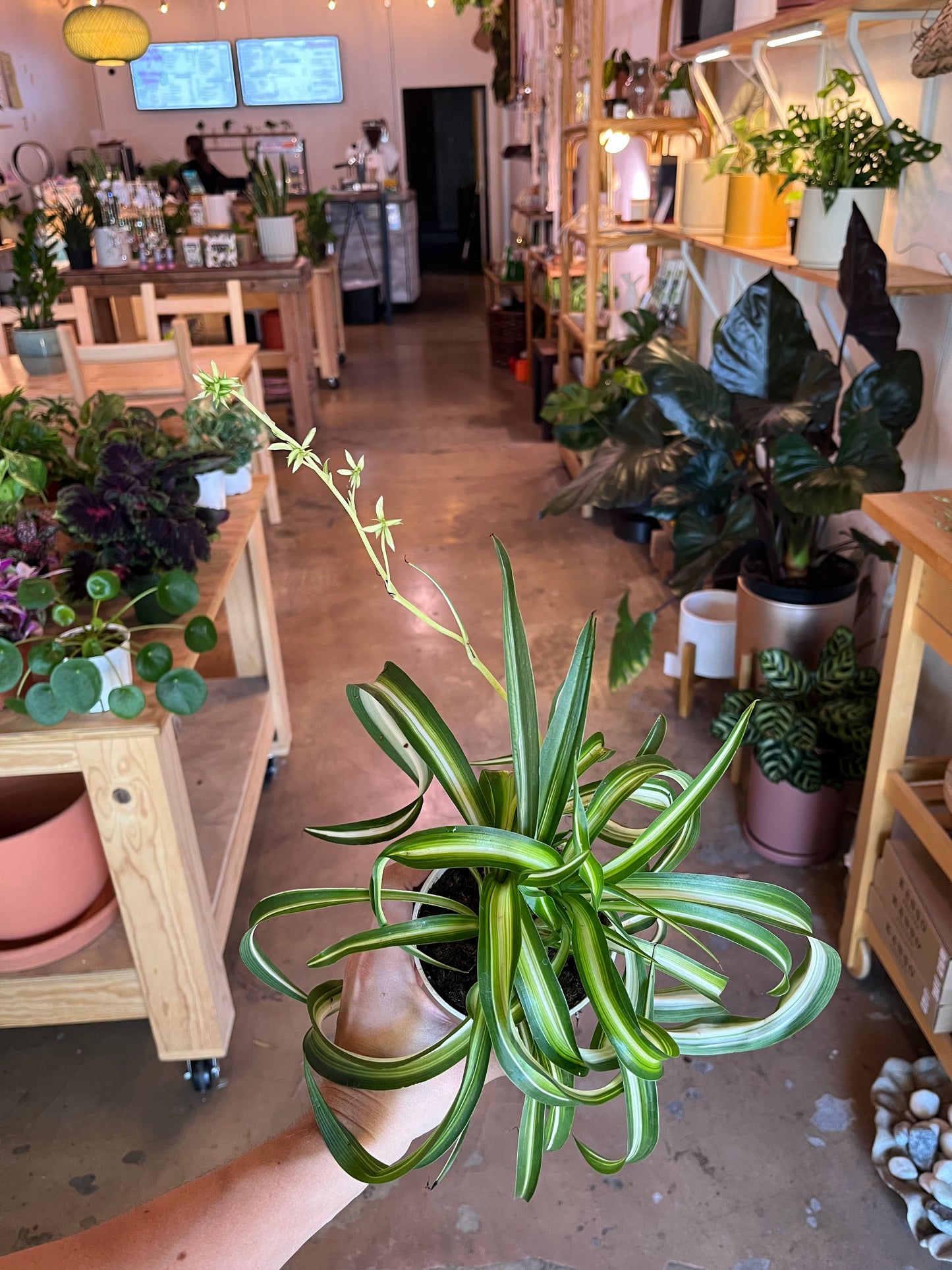 4” Spider Plant (Chlorophytum Comosum)