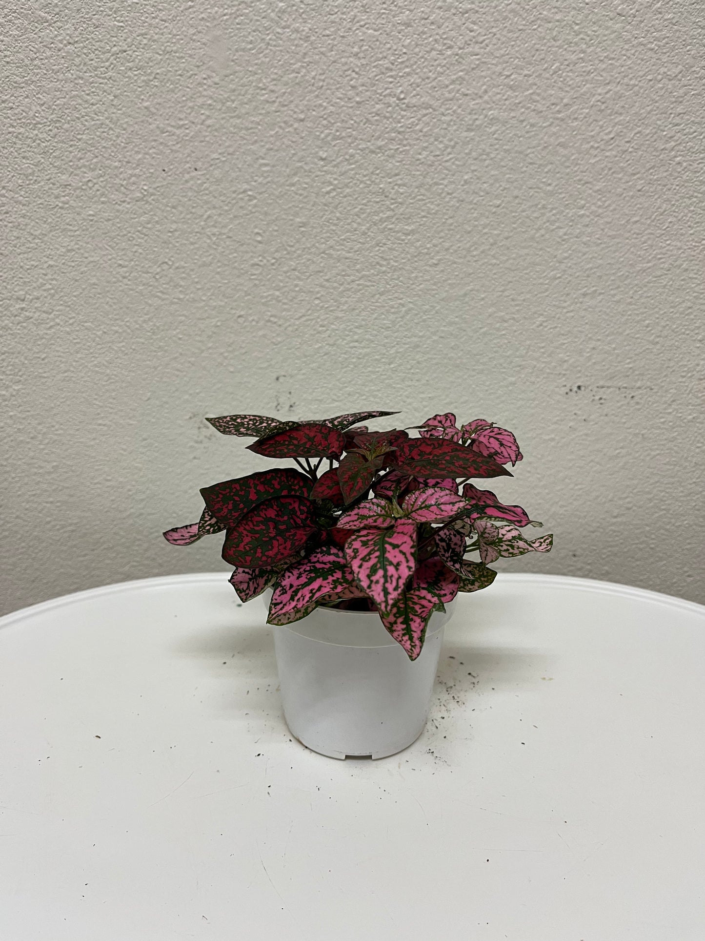 4” Polka Dot Plant (Hypoestes Phyllostachya)