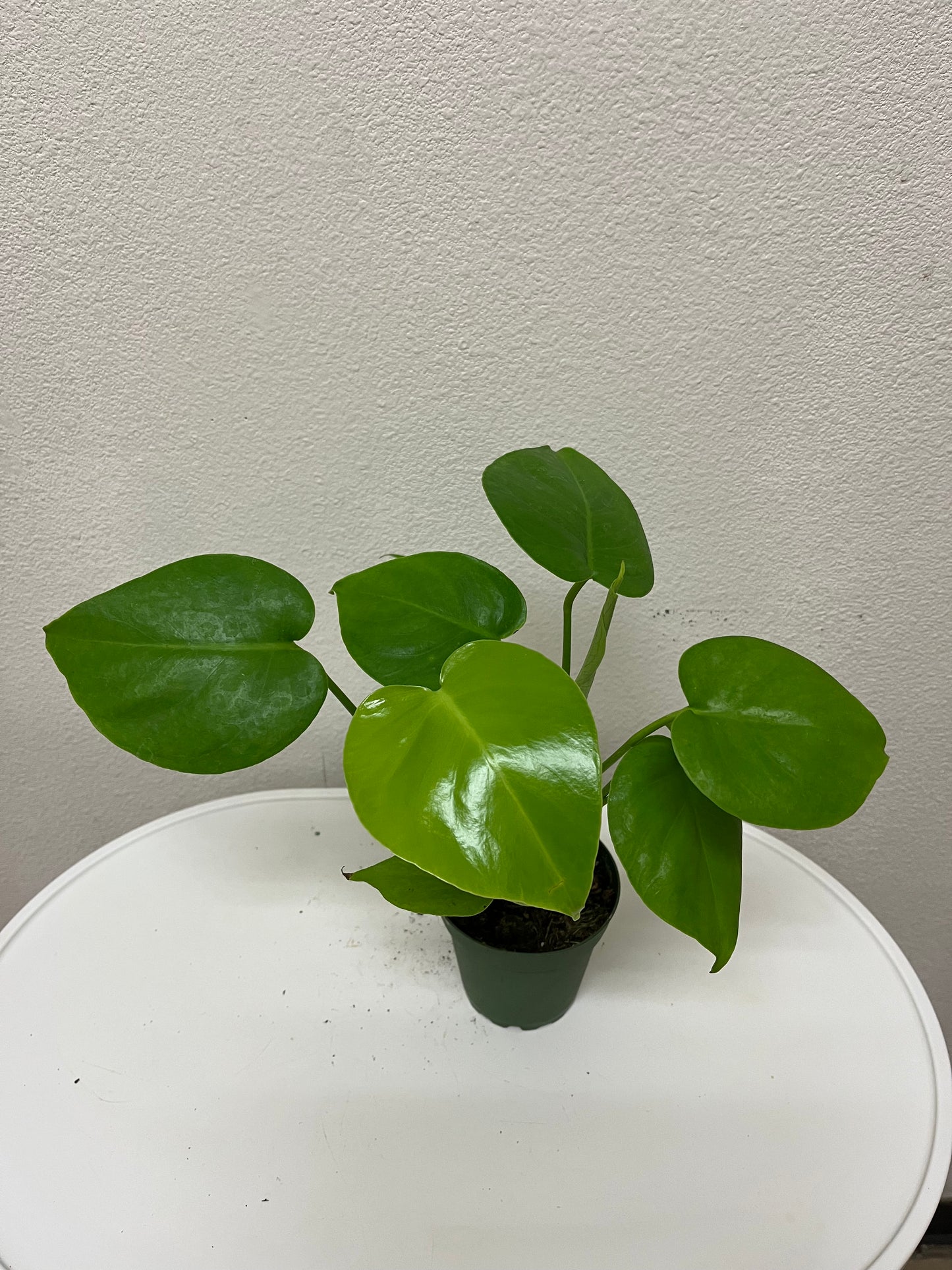 4” Monstera Deliciosa