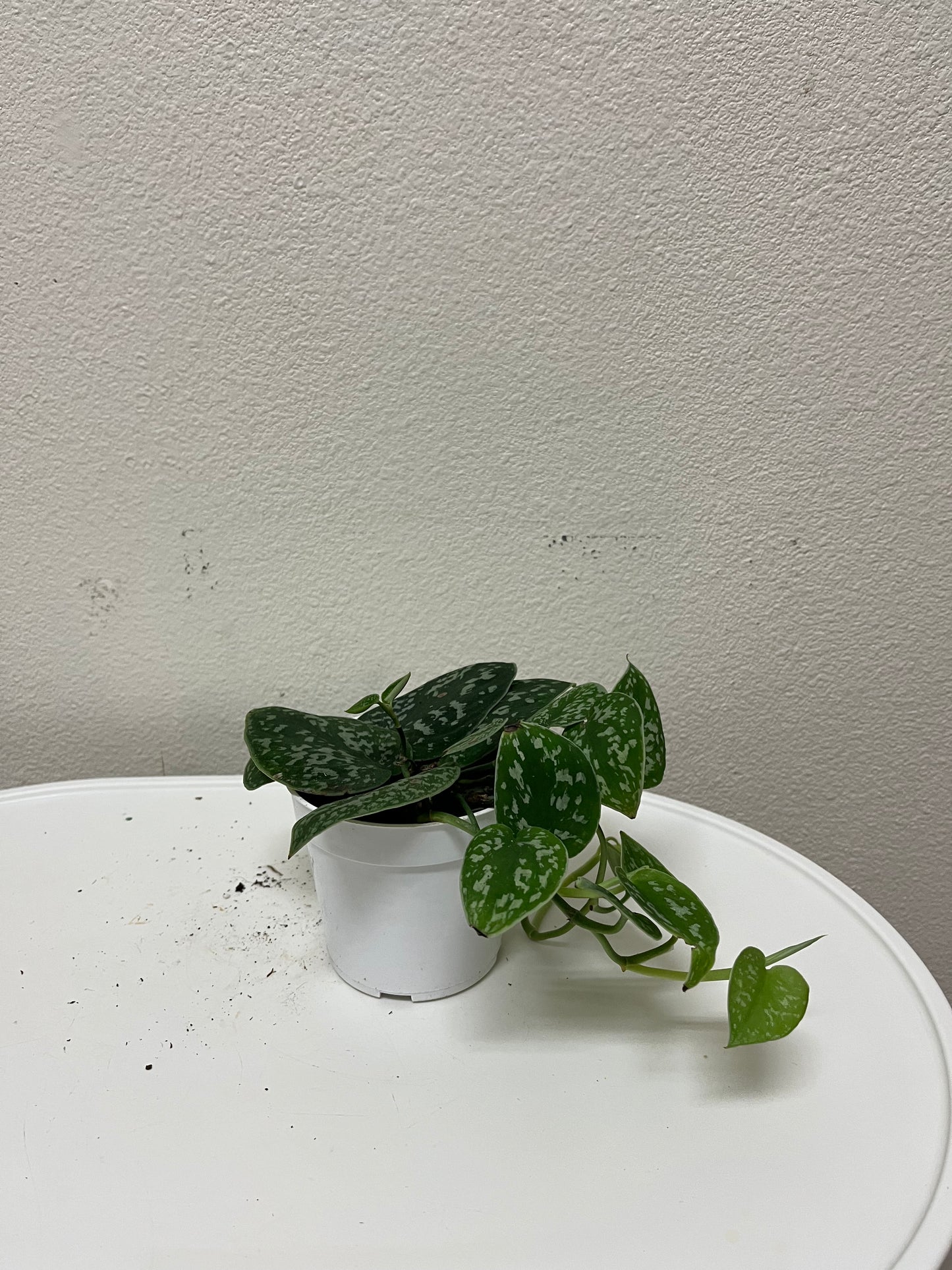 4” Scinpadsus Pictus