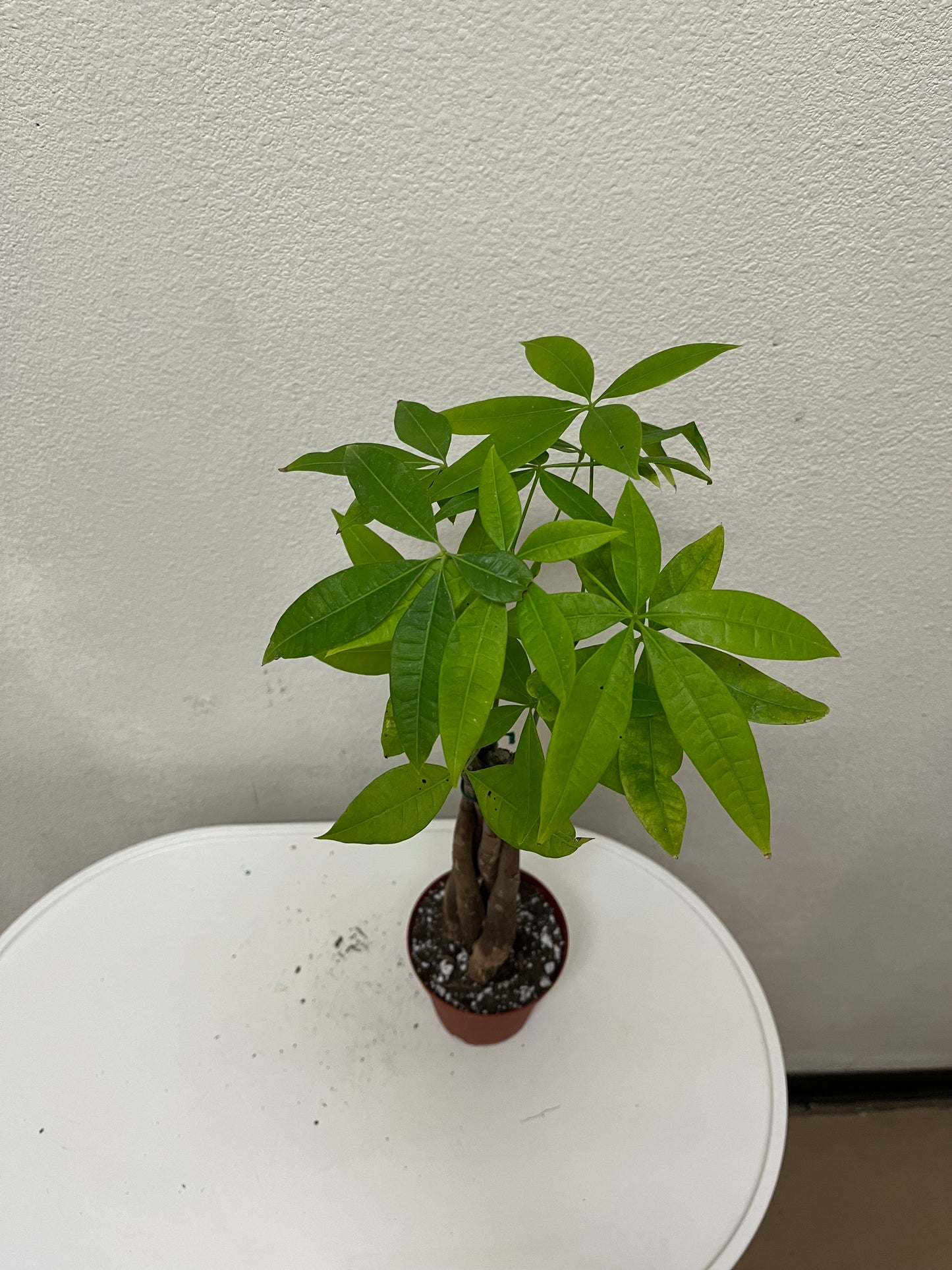 4” Money Tree (Pachira Aquatica)