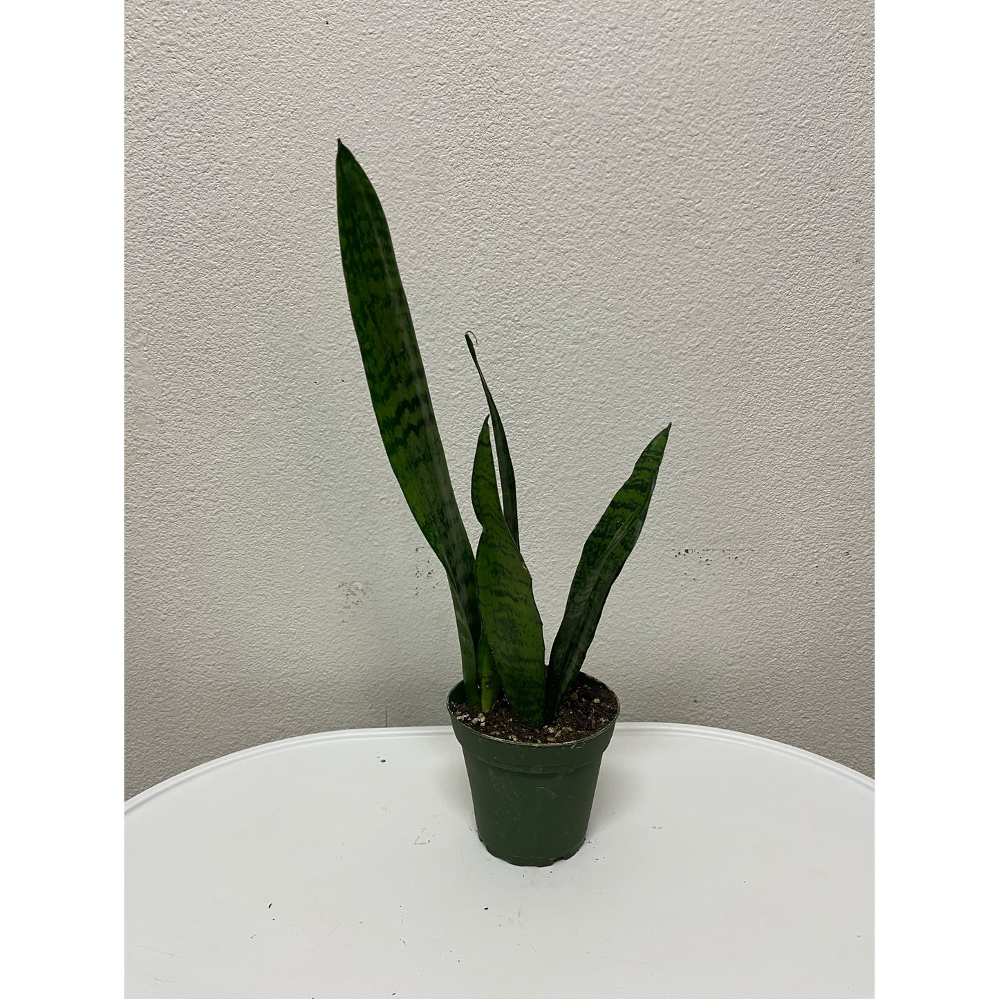 4” Sansevieria Zeylanica (“Snake Plant”)