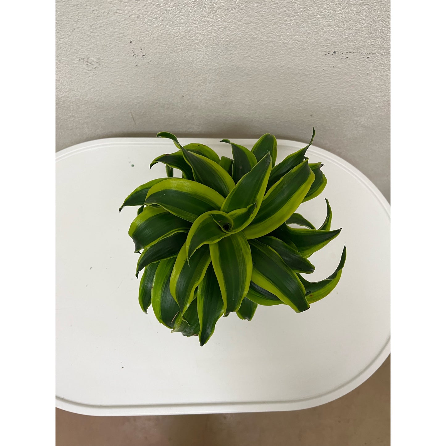 4” Kelly Green Dracaena “Tornado”