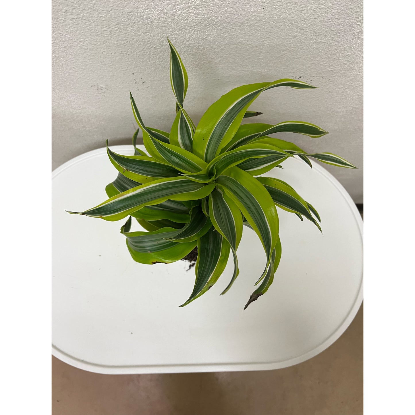 4” Lime Dracaena “Tornado”