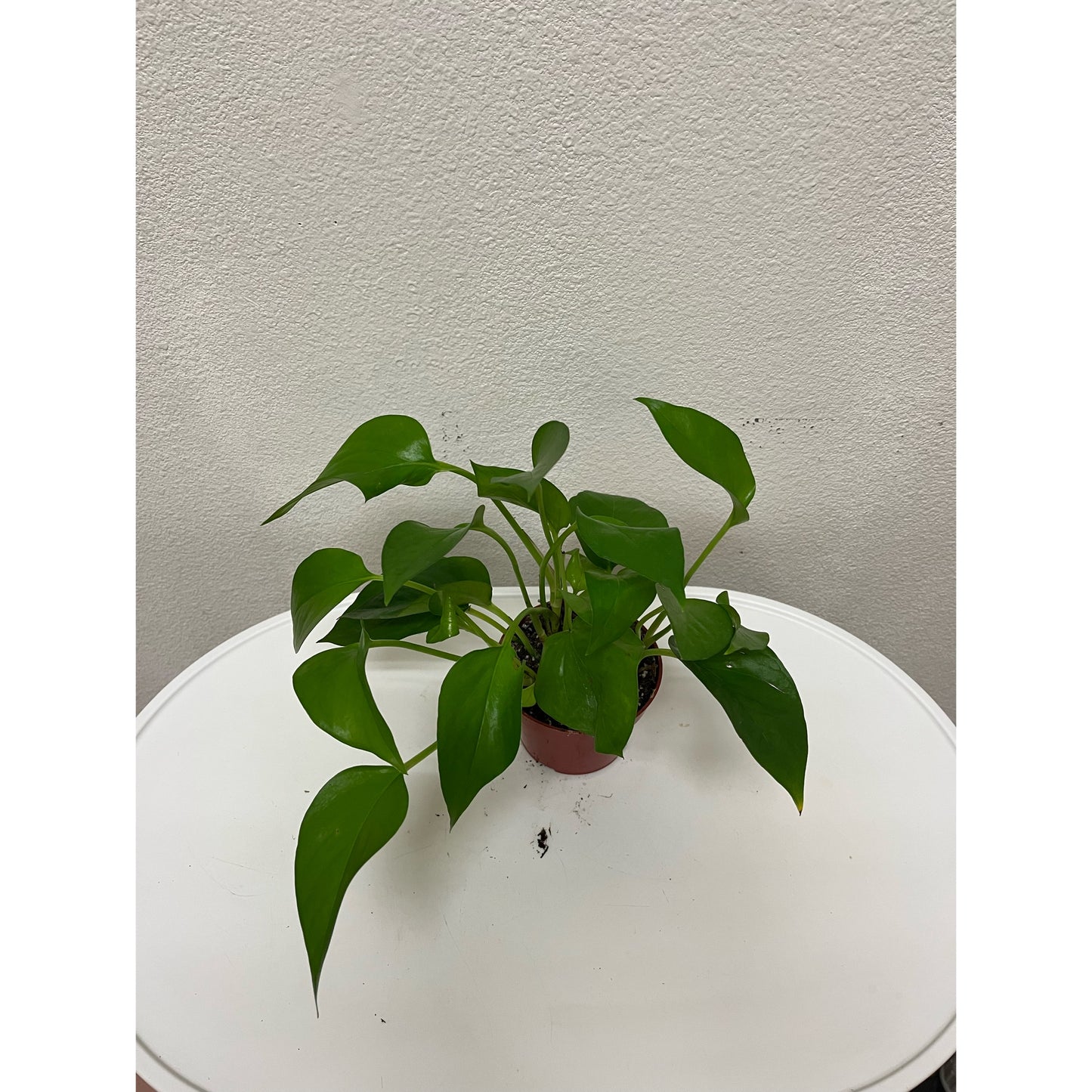 4” Pothos- Jade