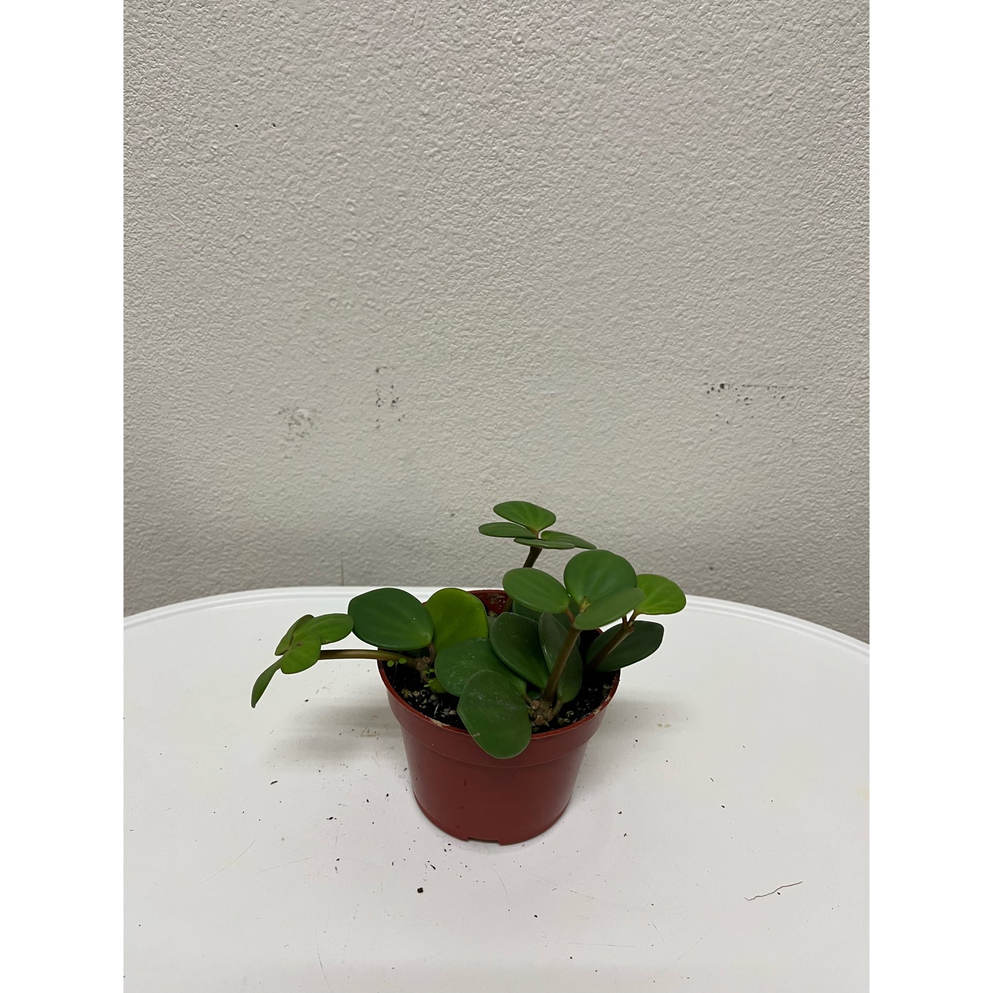 4” Peperomia Hope