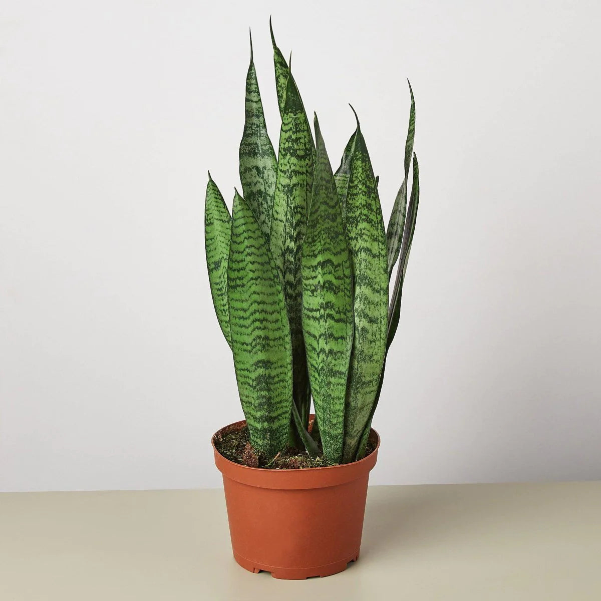 6” Sansevieria Zeylanica (“Snake Plant”)