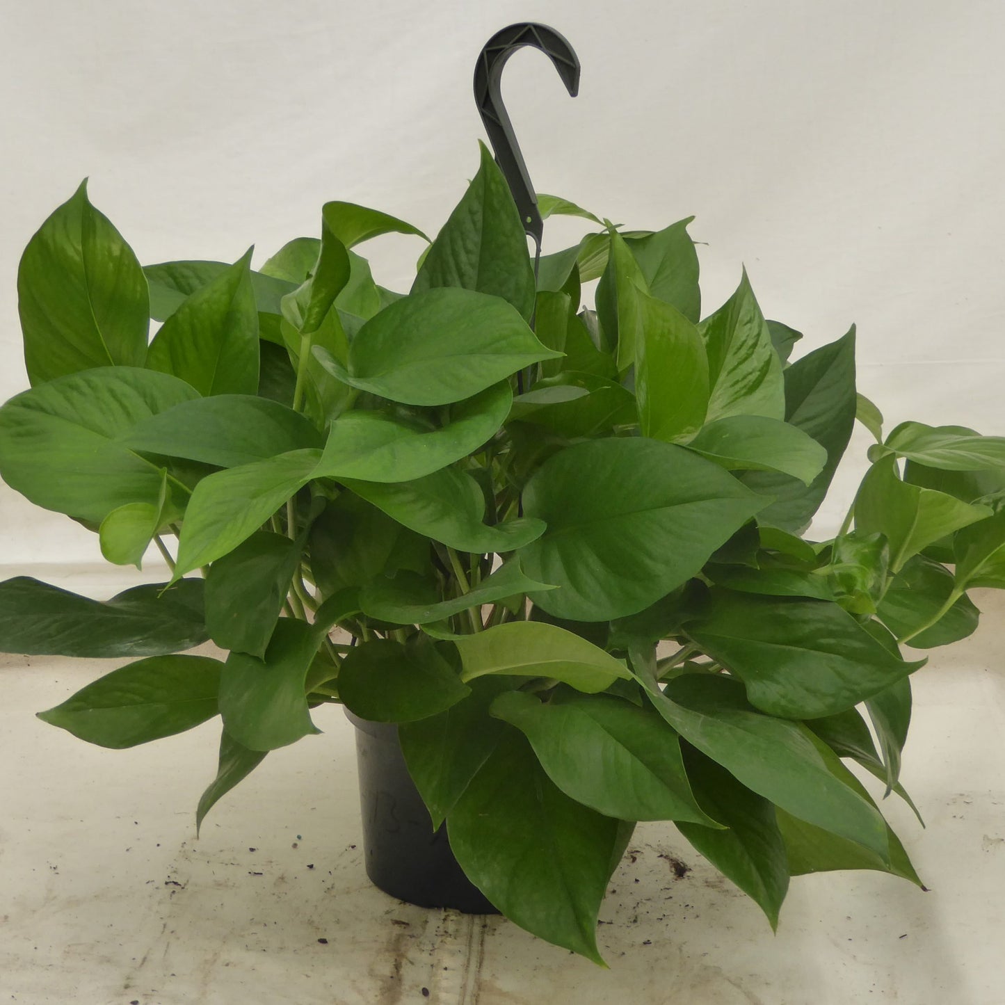 6” Pothos- Jade