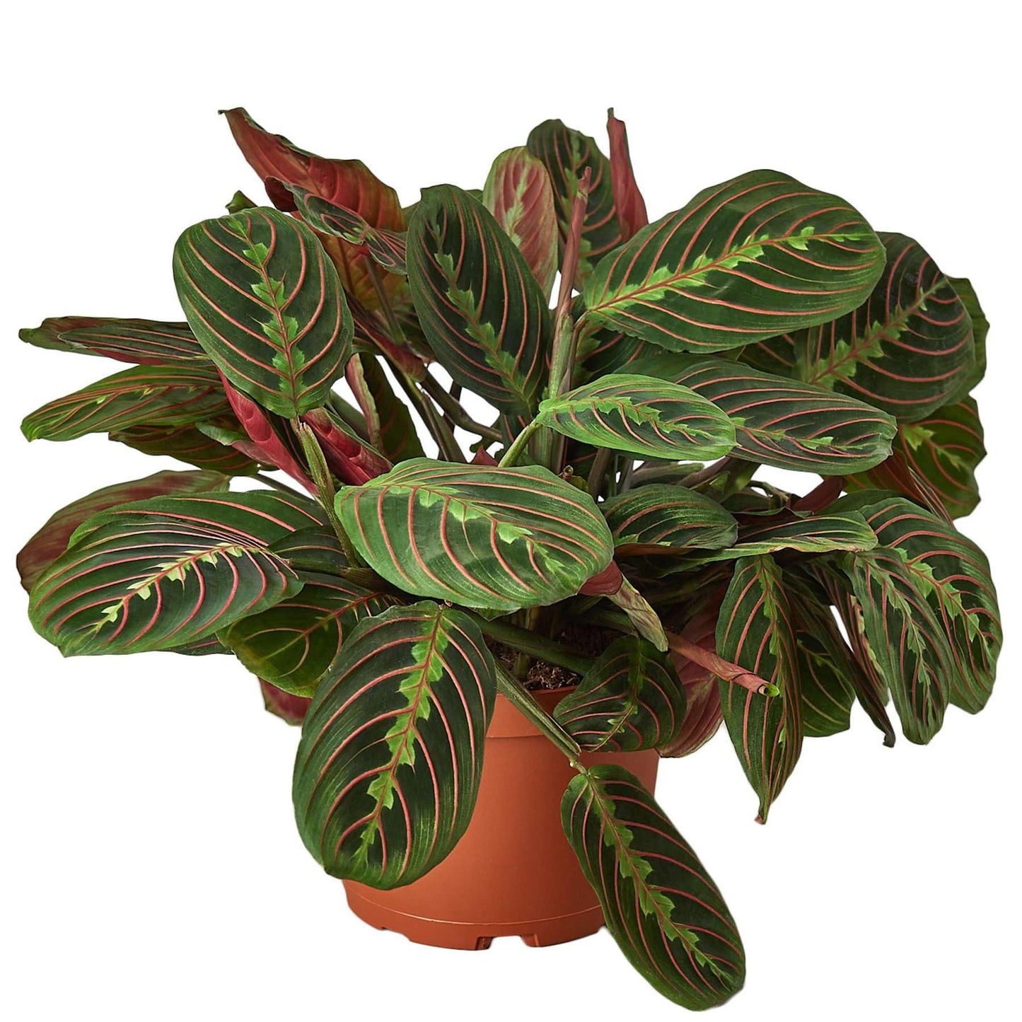 6” Maranta Ruby (“Prayer Plant”)