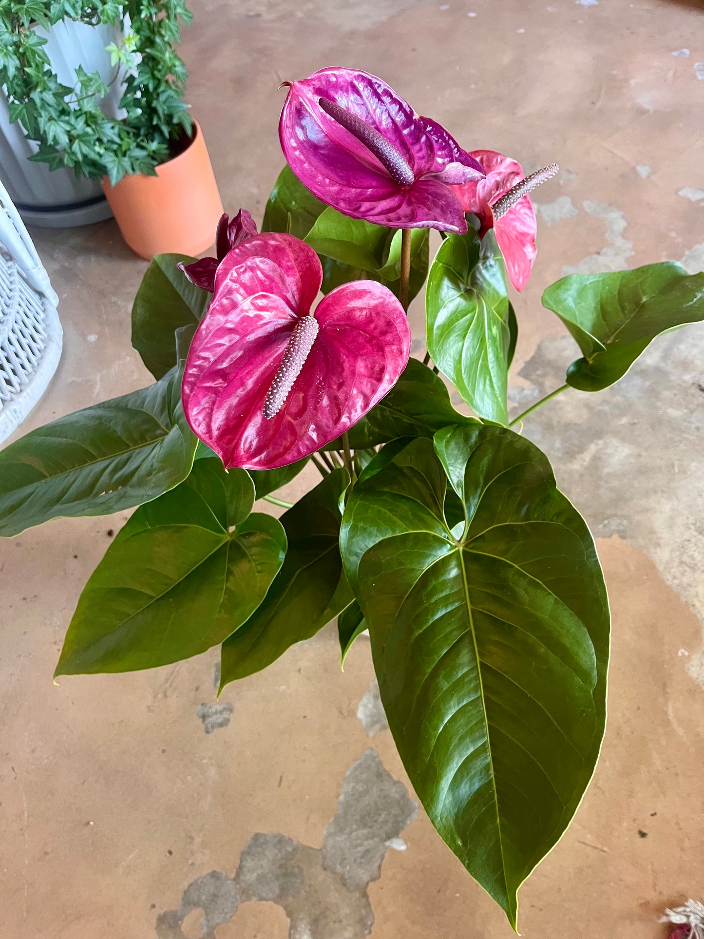 6” Anthurium