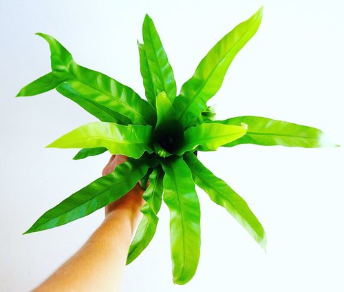 Bird's Nest Fern