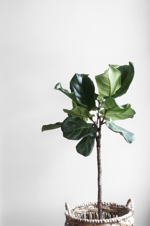 Fiddle Leaf Fig / Ficus Lyrata