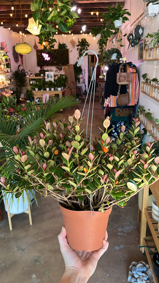 6” Goldfish Plant