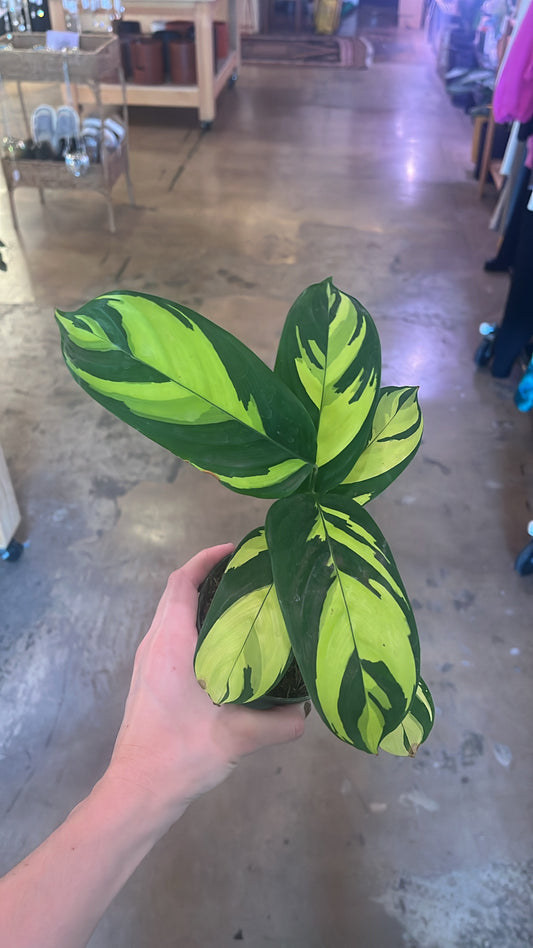 4” Ctenanthe Lubbersiana