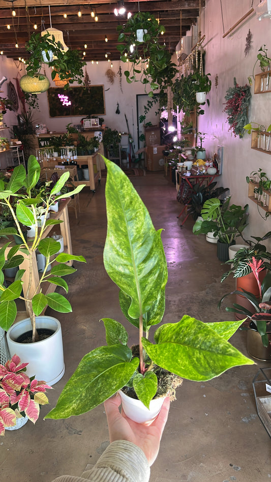 4” Anthurium Hookeri