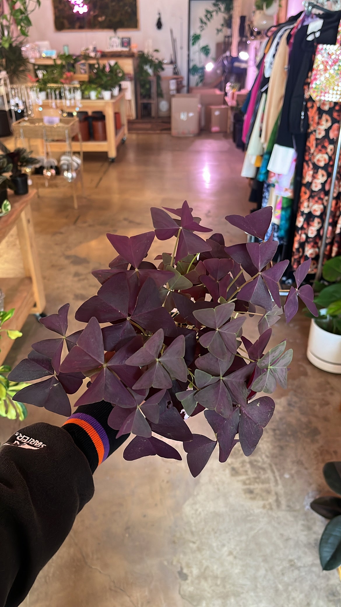 4” Purple Oxalis (Clover)