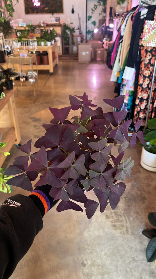 4” Purple Oxalis (Clover)