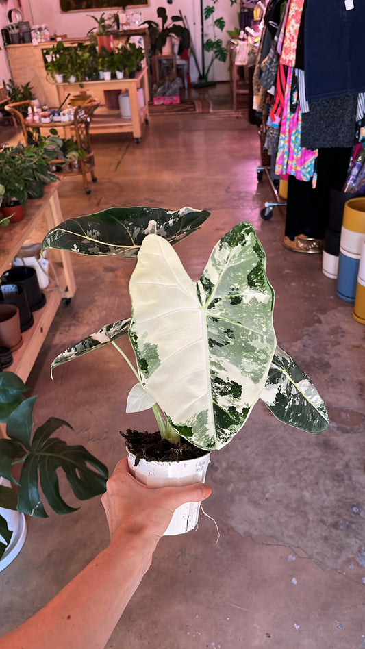 4” Alocasia Scalprum Frydek Variegated