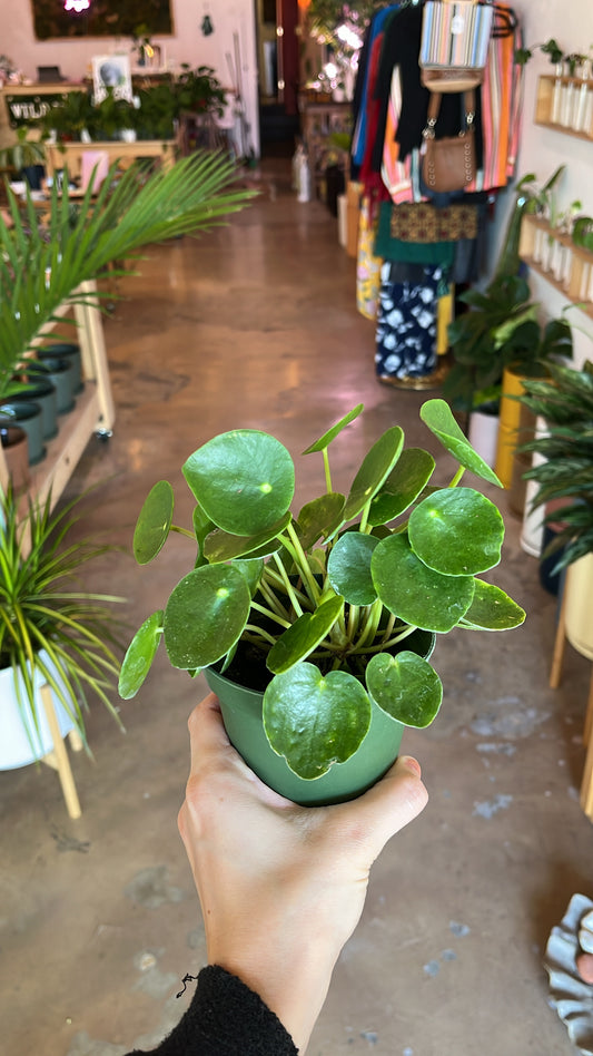 4” Pilea