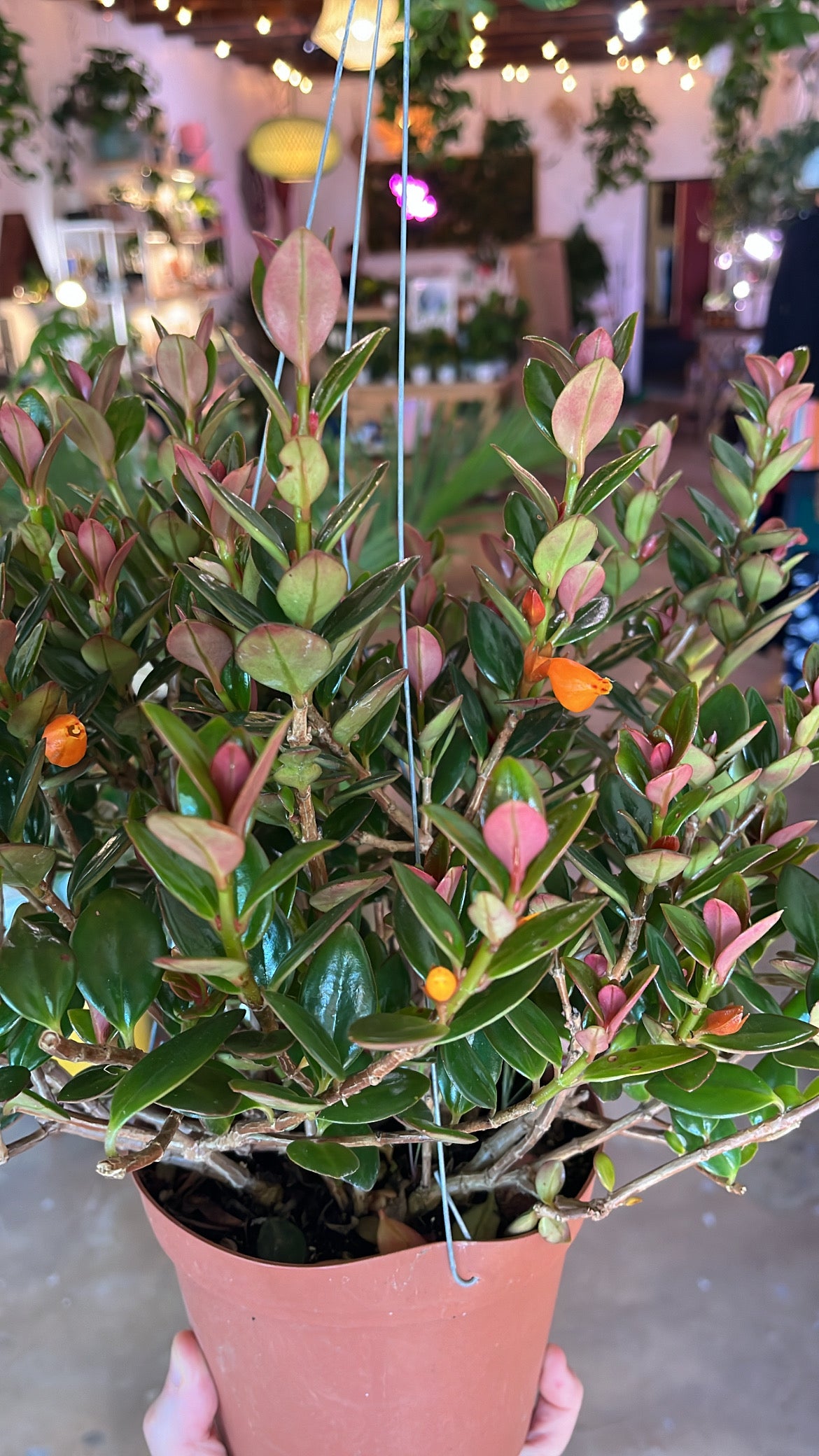 6” Goldfish Plant