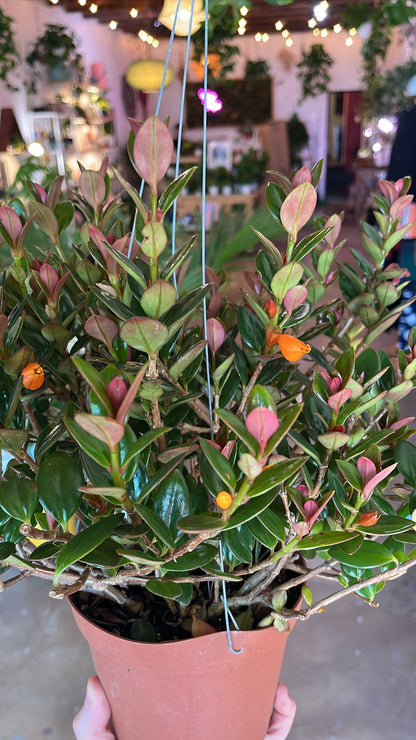 6” Goldfish Plant