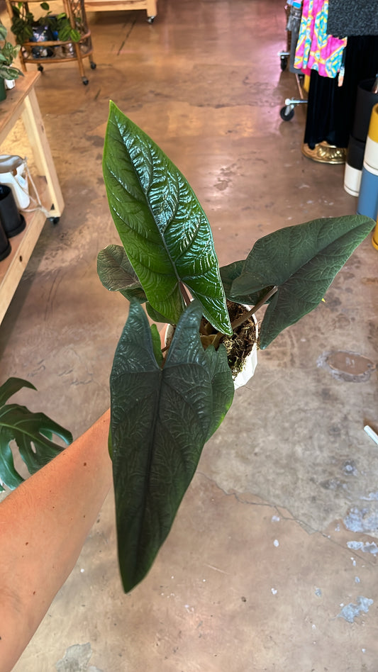 4” Alocasia Scalprum