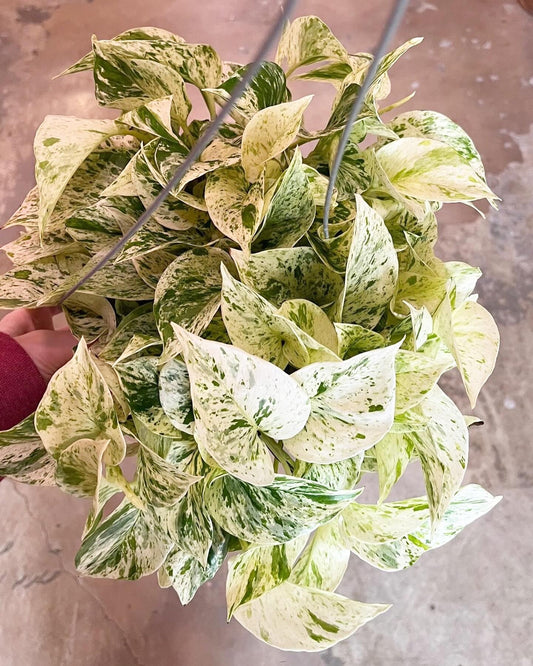 6” Pothos Snow Queen