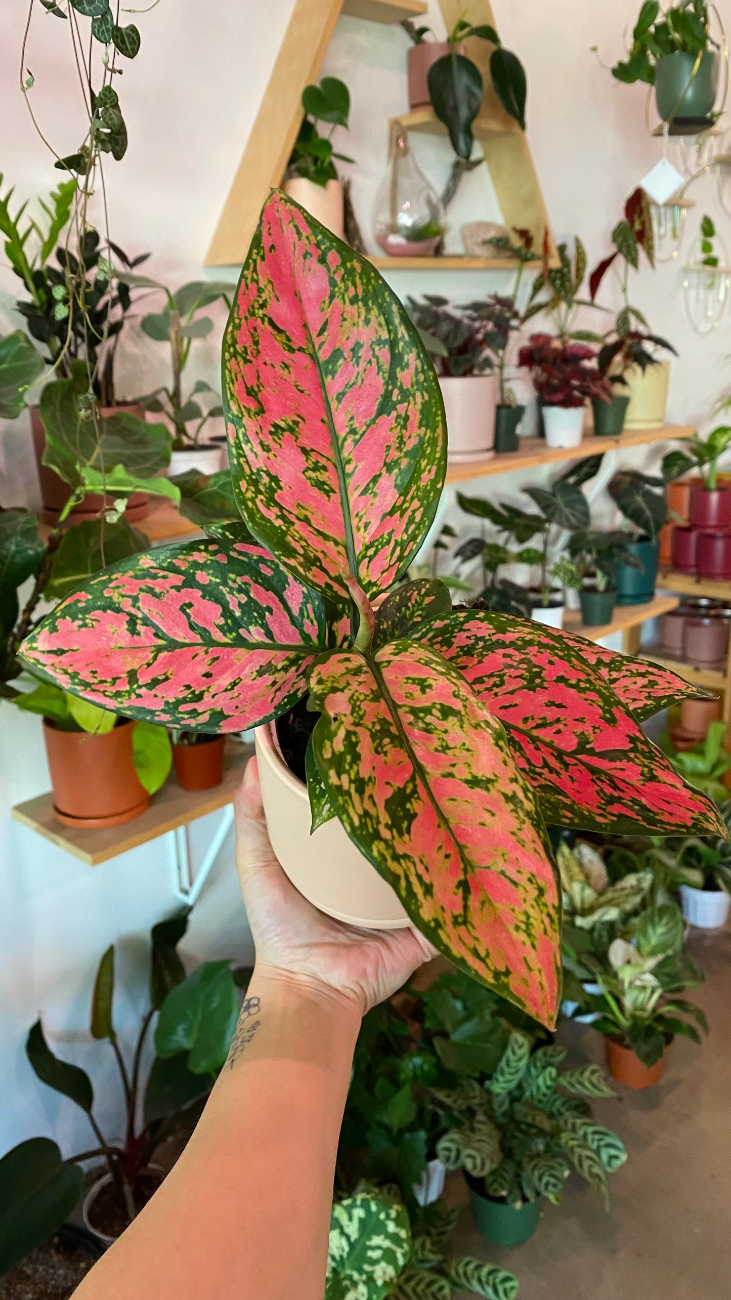 Plant of the Month Club