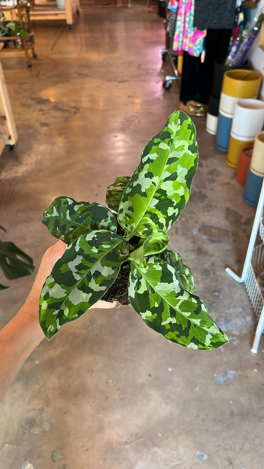 4” Aglaonema Tricolor