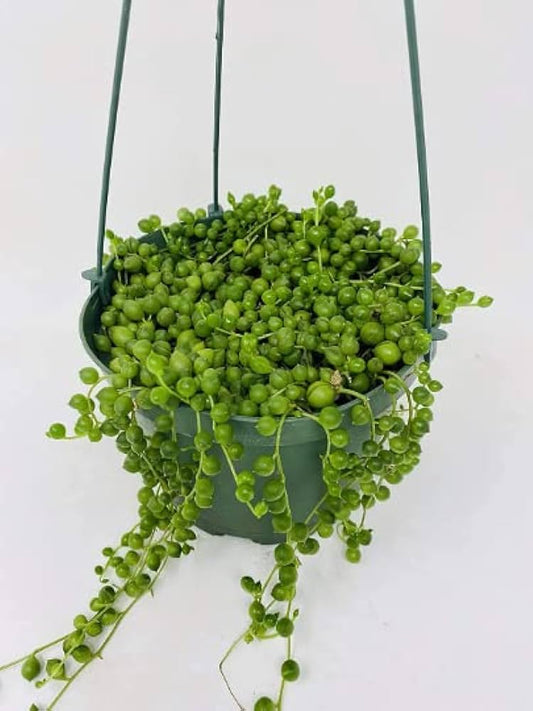 6” String of Pearls
