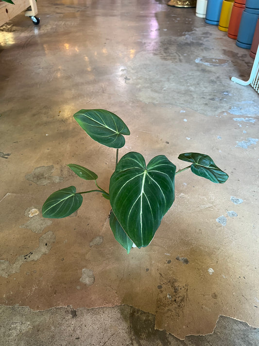 4” Philodendron Gloriosum