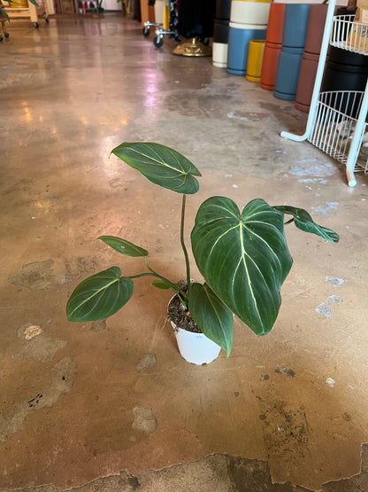 4” Philodendron Gloriosum