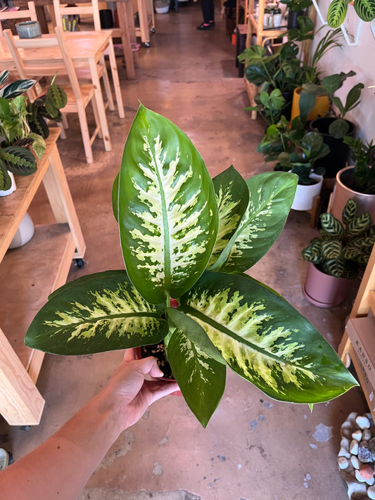4” Dieffenbachia Tropic Snow