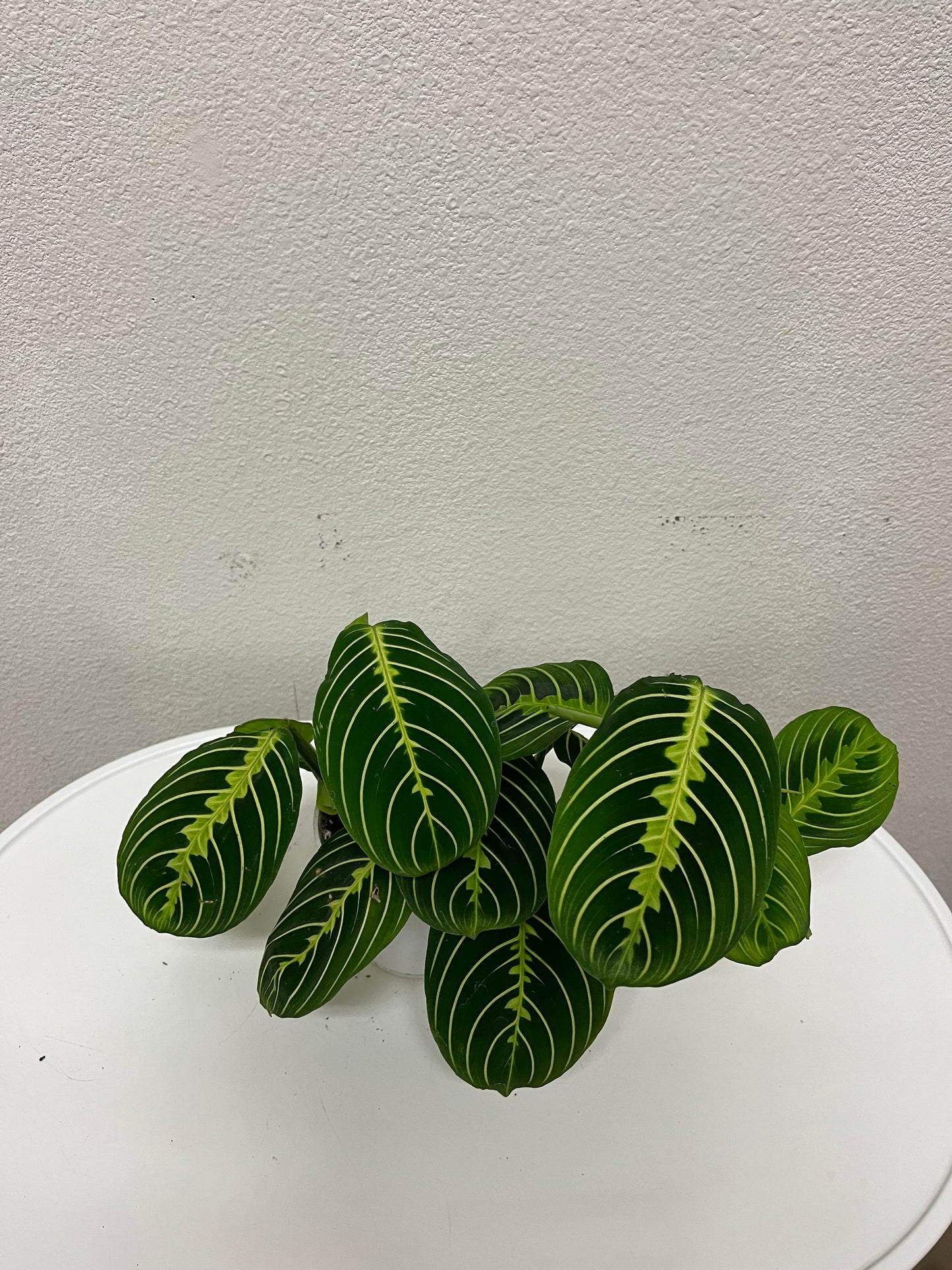4” Maranta Lime (“Prayer Plant”)
