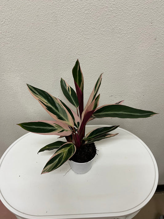 4” Stromanthe Triostar