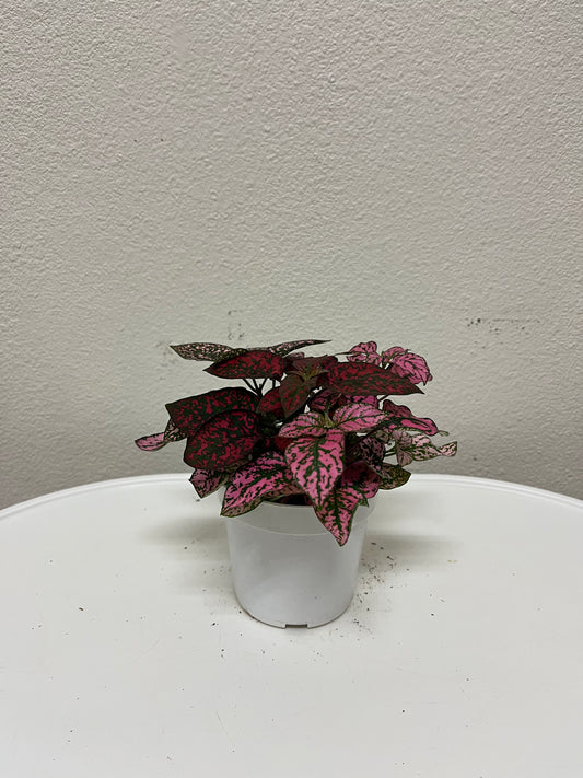4” Polka Dot Plant (Hypoestes Phyllostachya)