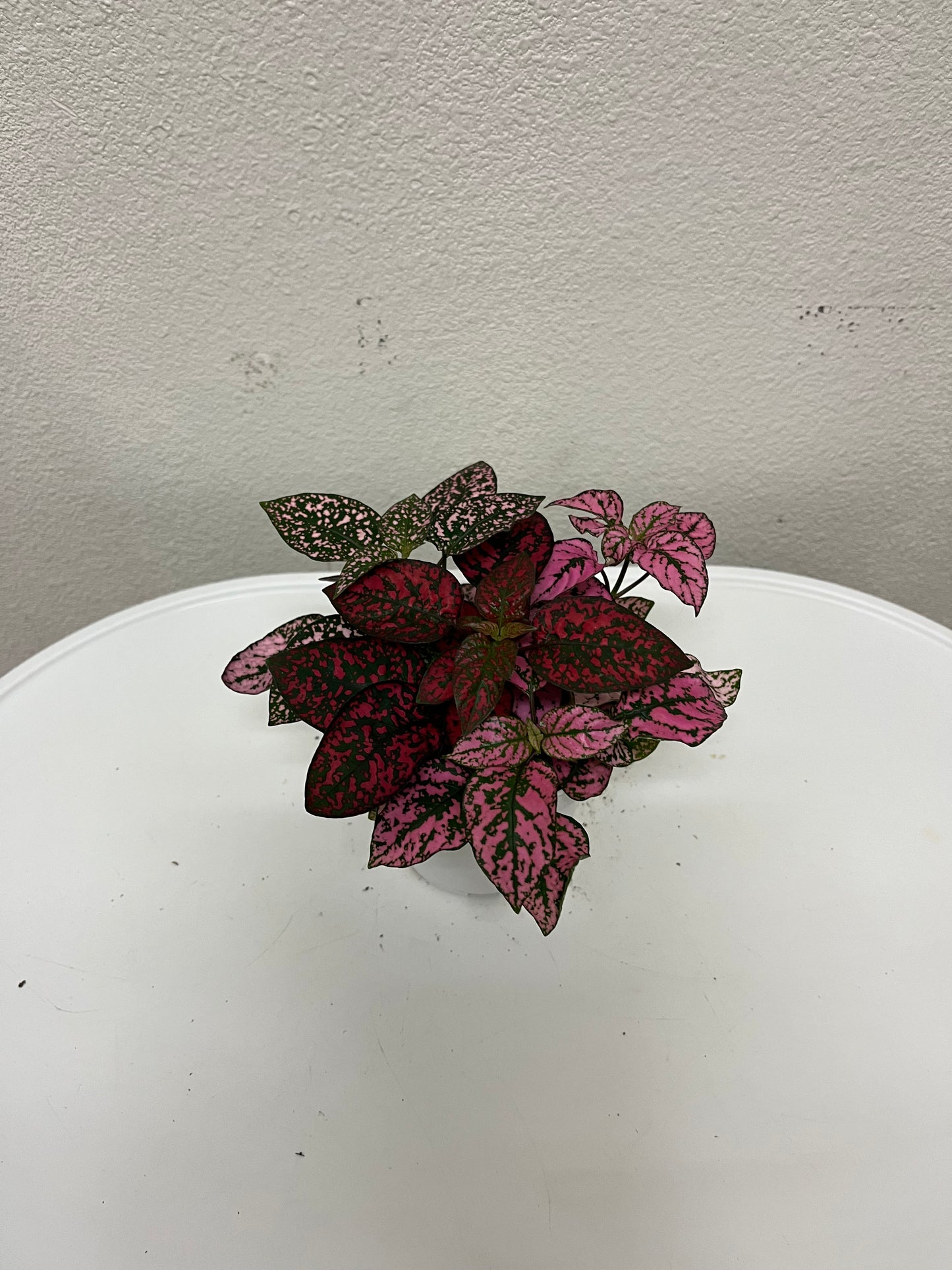 4” Polka Dot Plant (Hypoestes Phyllostachya)