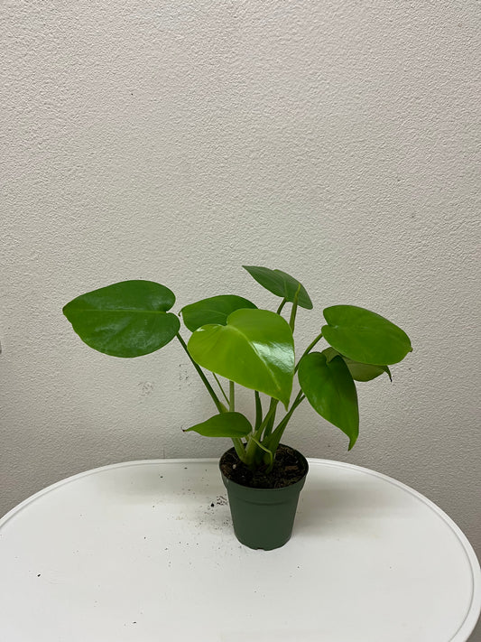 4” Monstera Deliciosa