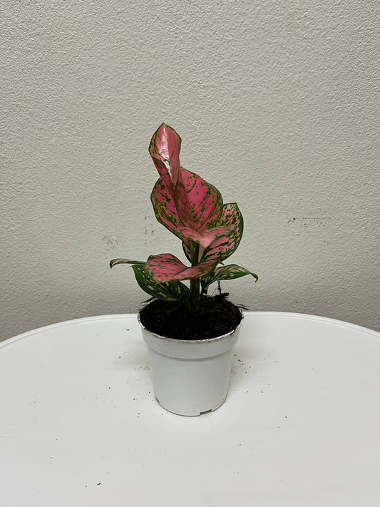 4” Aglaonema Valentina