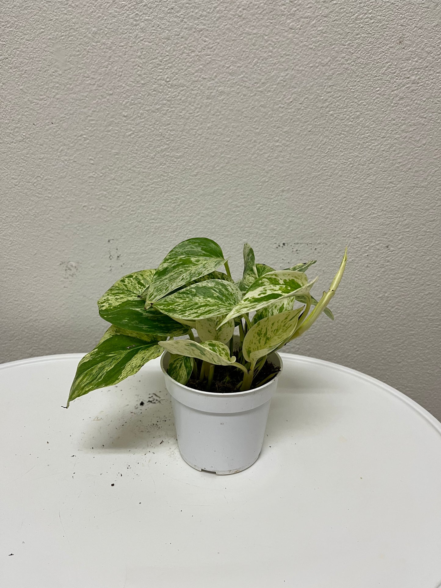 4” Pothos- Marble Queen