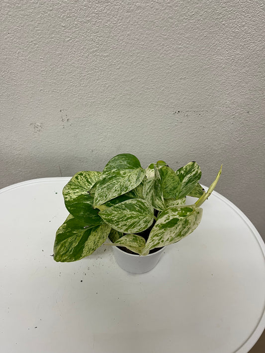 4” Pothos- Marble Queen