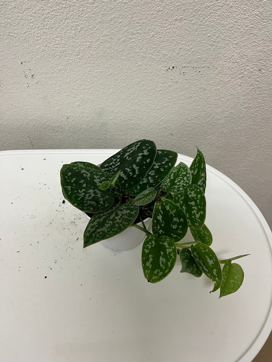 4” Scinpadsus Pictus