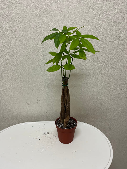 4” Money Tree (Pachira Aquatica)