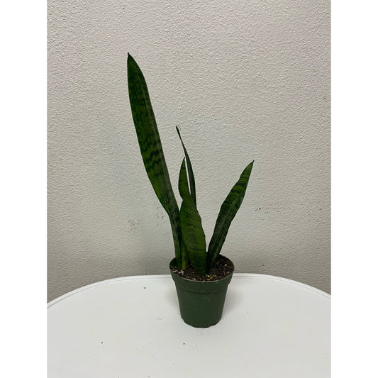 4” Sansevieria Zeylanica (“Snake Plant”)