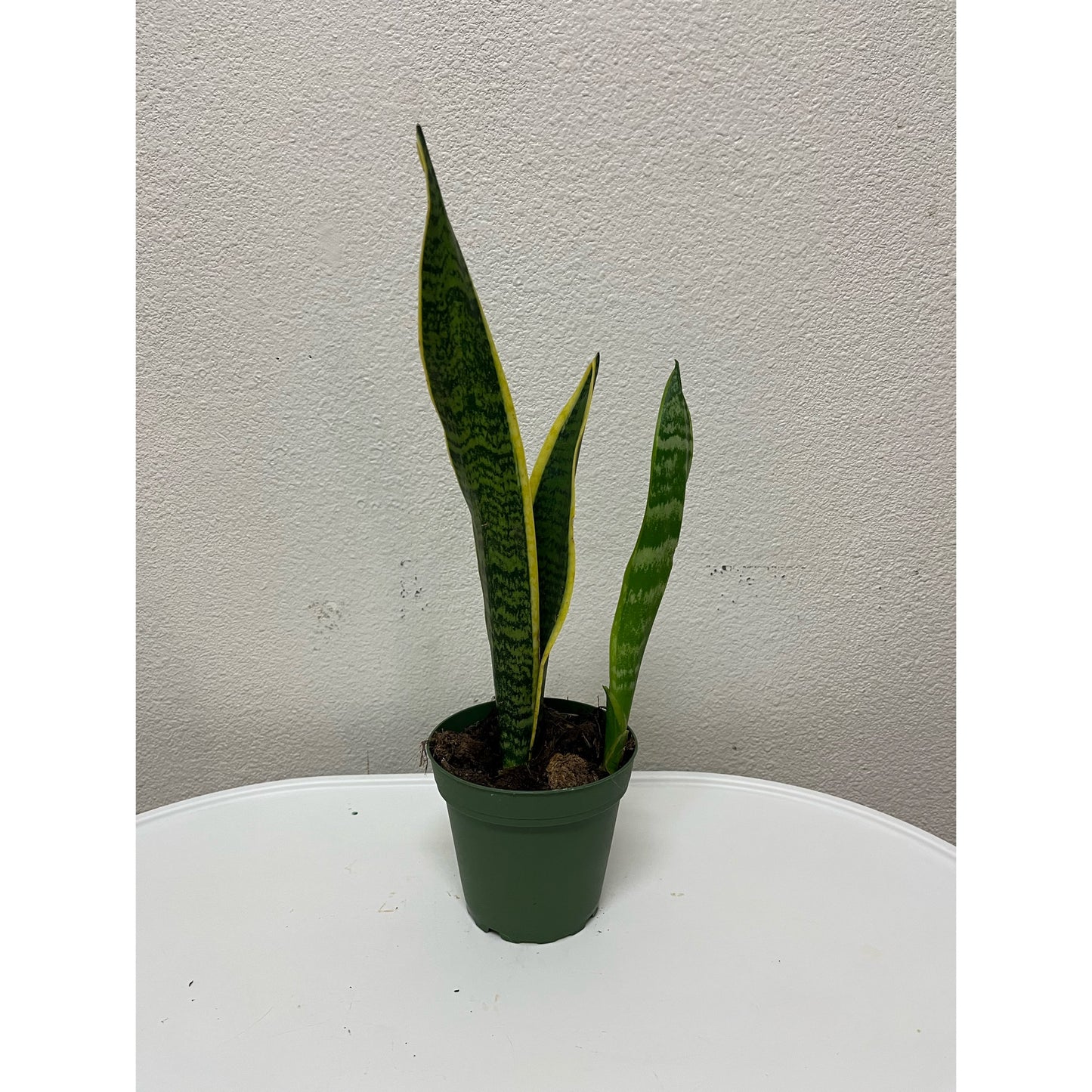 4” Sansevieria Laurentii (“Snake Plant”)