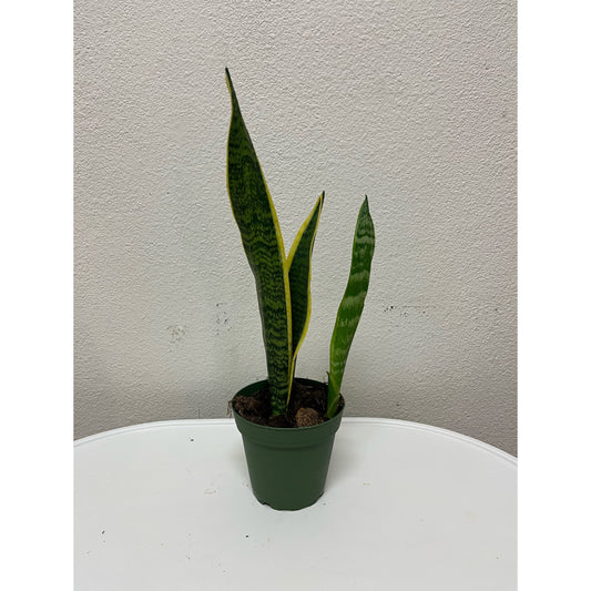 4” Sansevieria Laurentii (“Snake Plant”)